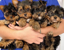 Yorkshire Terrier Welpen Bereit