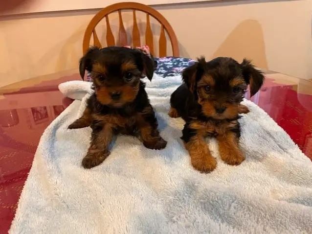 Yorkshire Terrier Welpen Bereit