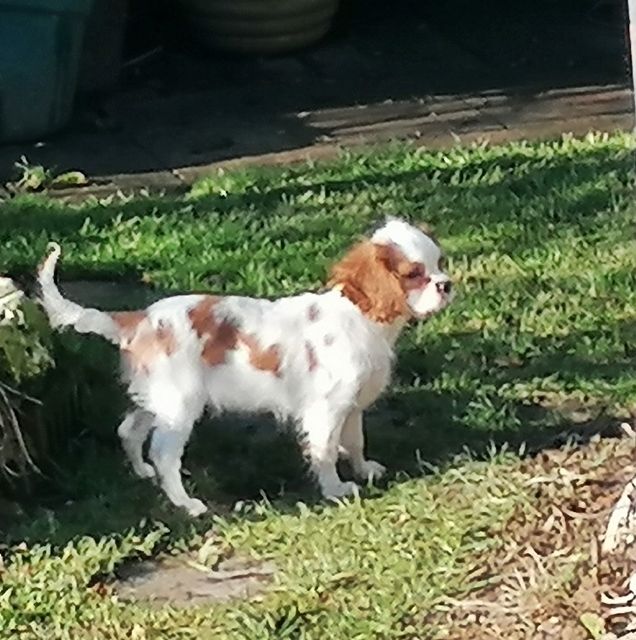 Cavalier King Charles Spaniel