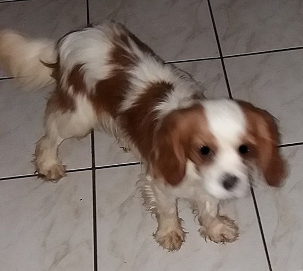 Cavalier King Charles Spaniel