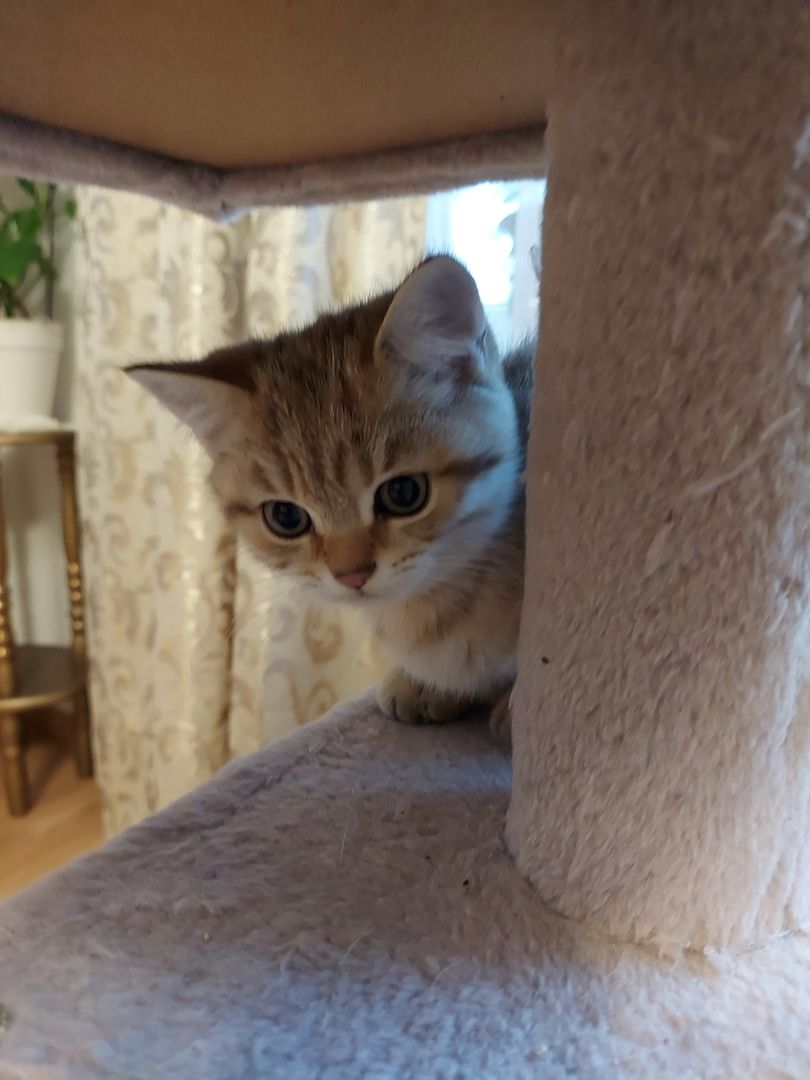 Katzenkitten sehr Süs