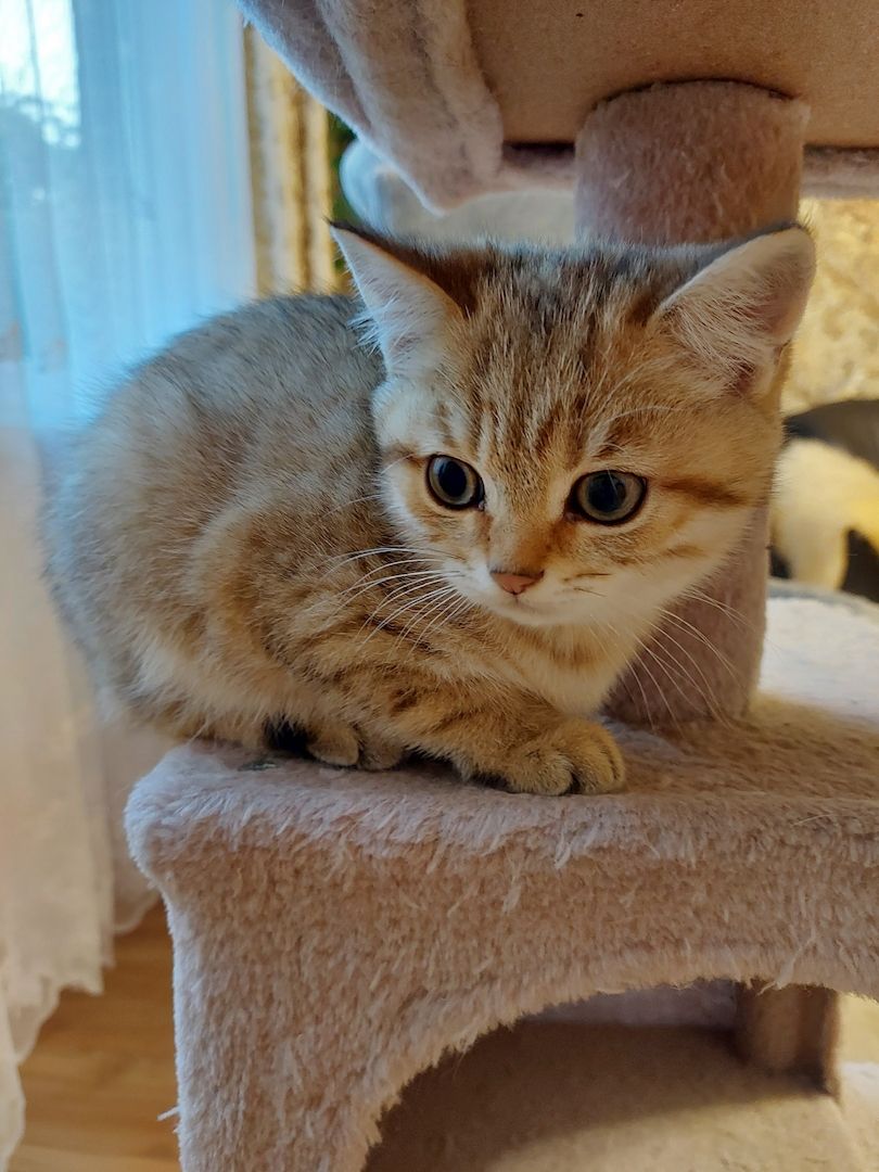 Katzenkitten sehr Süs