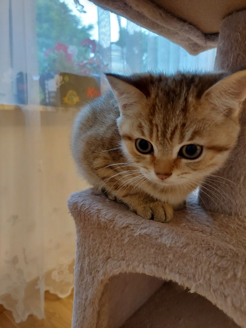 Katzenkitten sehr Süs