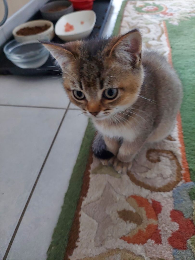 Katzenkitten sehr Süs