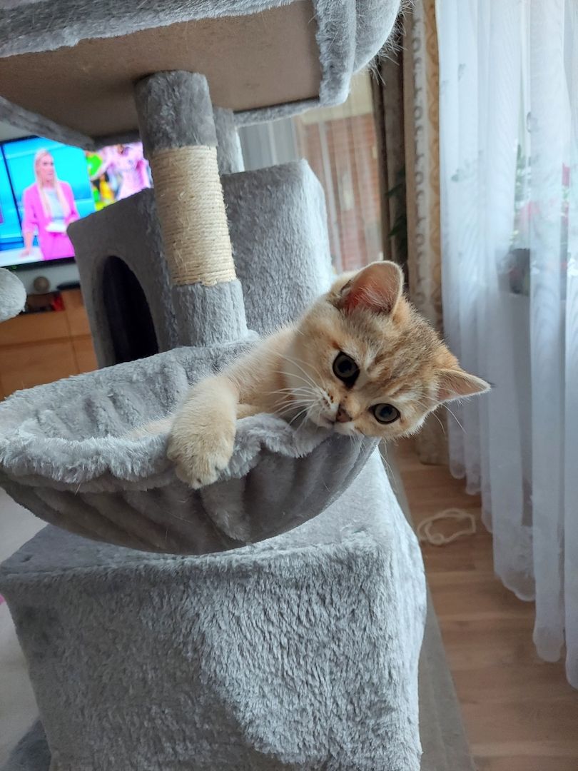 Katzenkitten sehr Süs