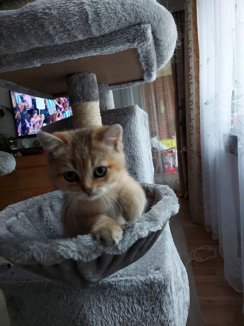 Katzenkitten sehr Süs