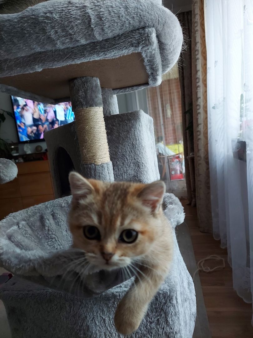 Katzenkitten sehr Süs