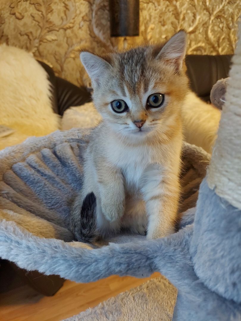 Katzenkitten sehr Süs