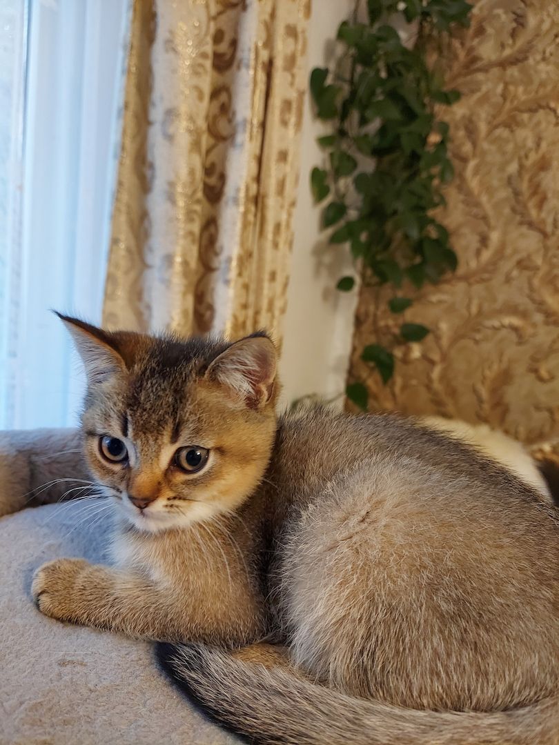 Katzenkitten sehr Süs