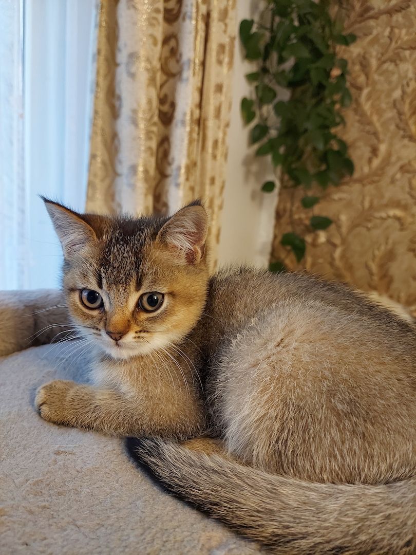 Katzenkitten sehr Süs