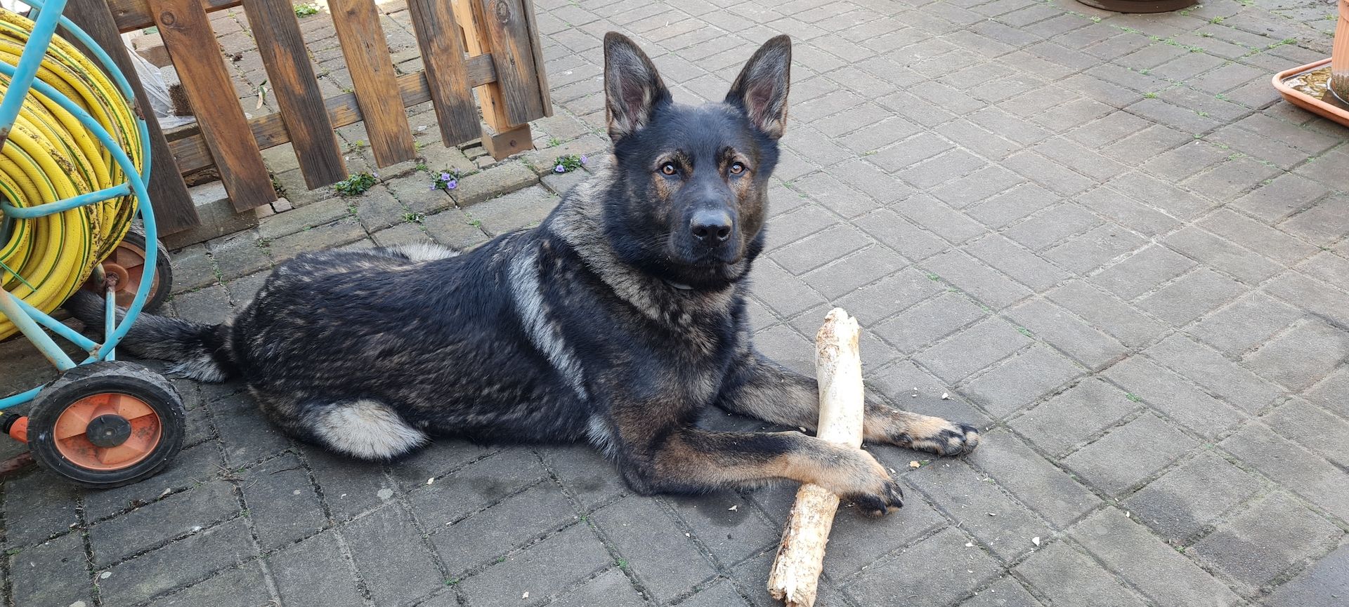 Deutscher Schäferhund Rüde kurzhaar