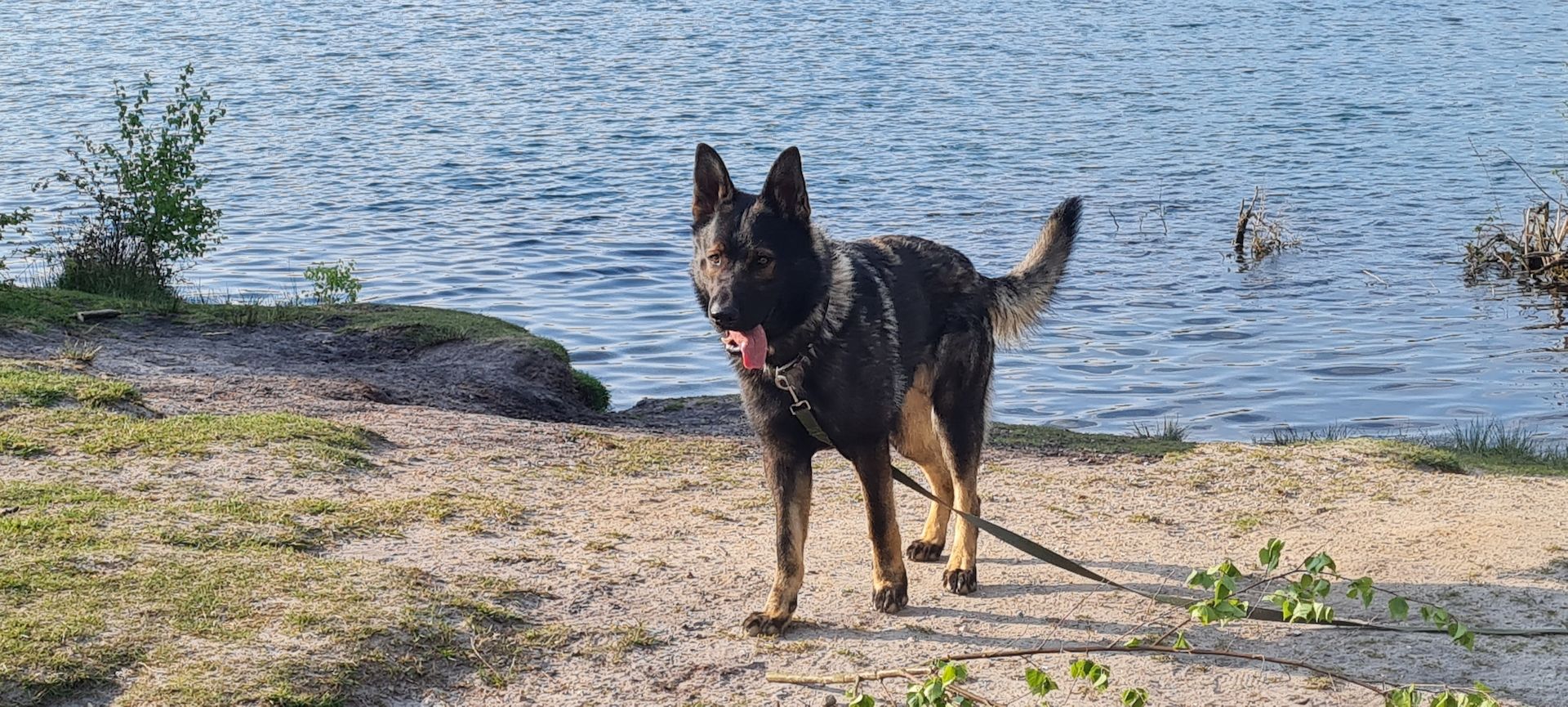 Deutscher Schäferhund Rüde kurzhaar