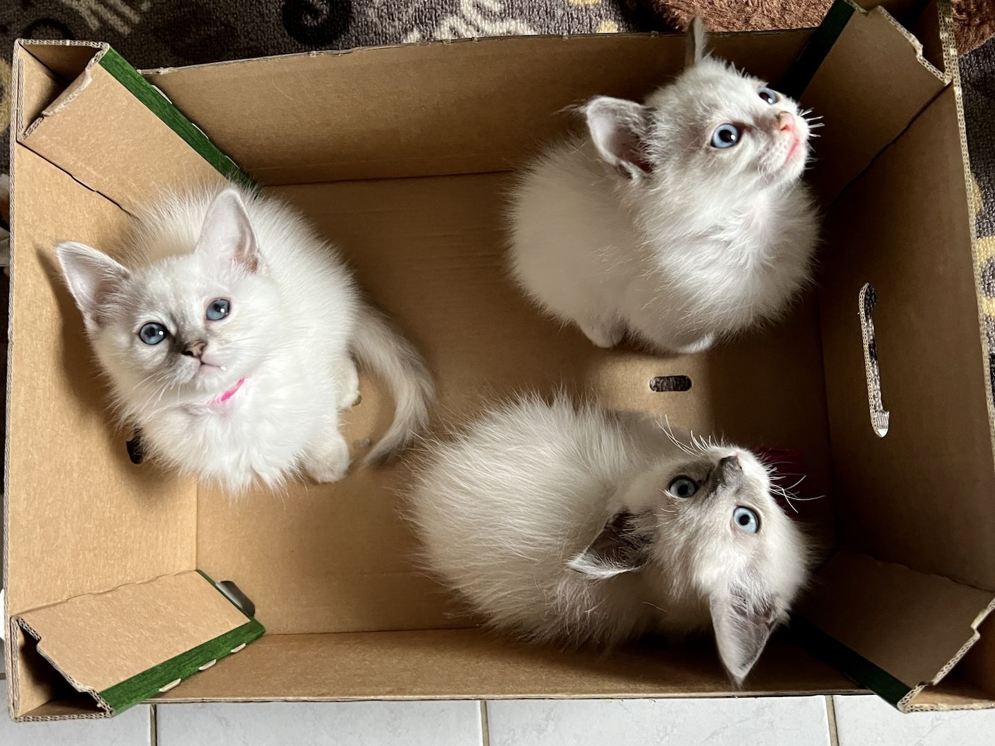 Wunderschöne Ragdoll/ Heilige Birma Kitten