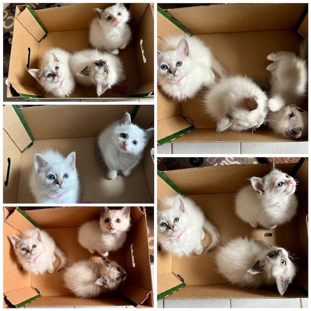 Wunderschöne Ragdoll/ Heilige Birma Kitten