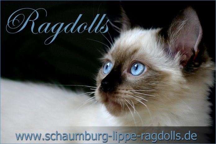 Ragdoll Kätzchen mit Stammbaum !