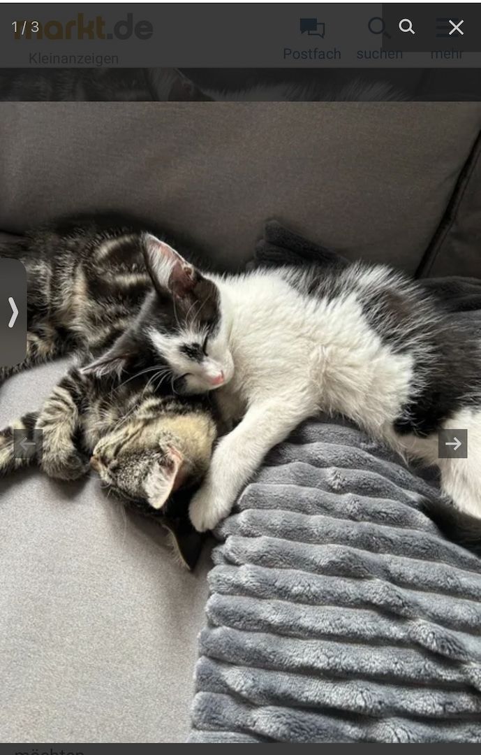 Europäisch Kurzhaar Europäisch Kurzhaar