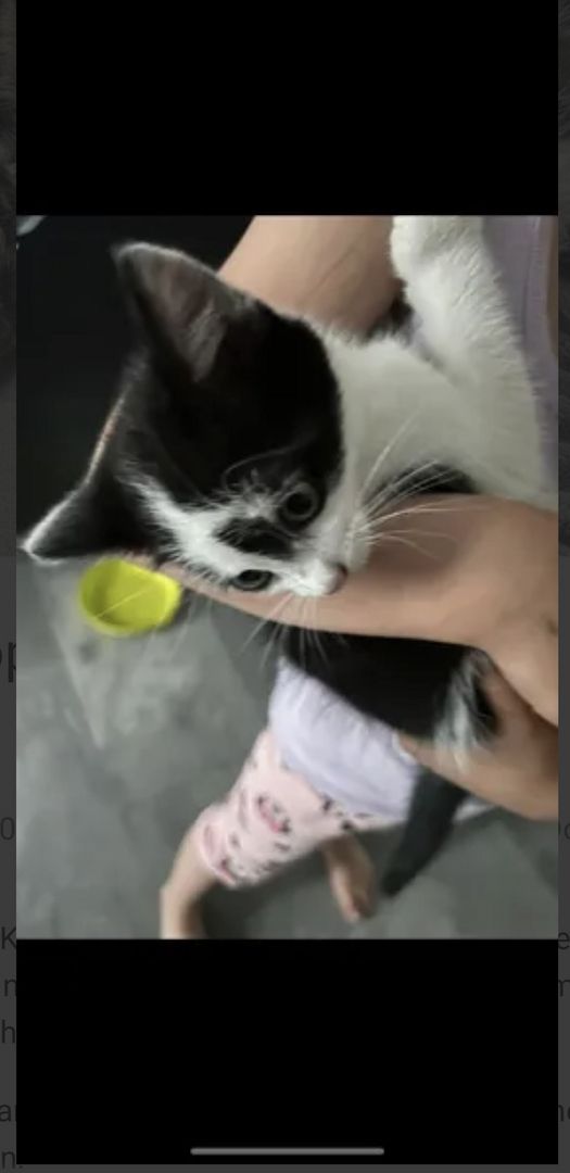 Europäisch Kurzhaar Europäisch Kurzhaar