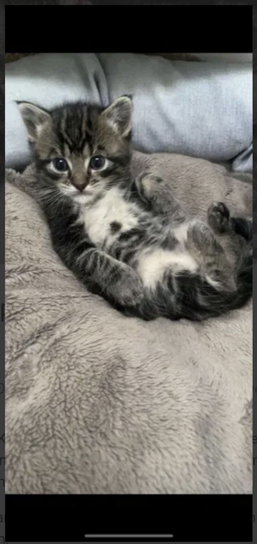 Europäisch Kurzhaar Europäisch Kurzhaar