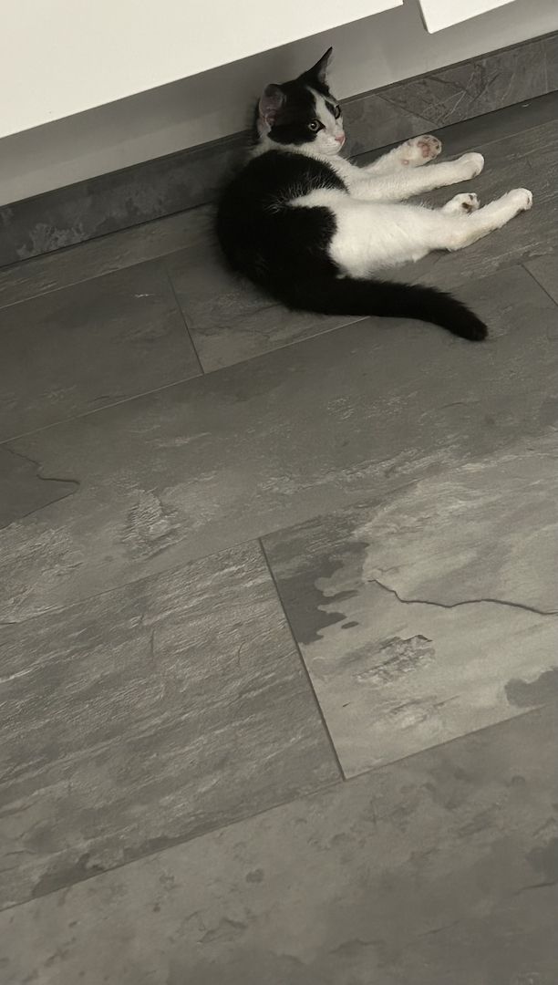 Europäisch Kurzhaar Europäisch Kurzhaar