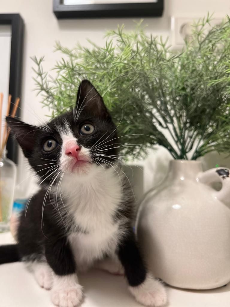 BKH Katzenbabys zu verkaufen/ BKH Mix/ 12 Wochen