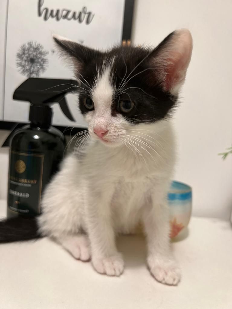 BKH Katzenbabys zu verkaufen/ BKH Mix/ 12 Wochen