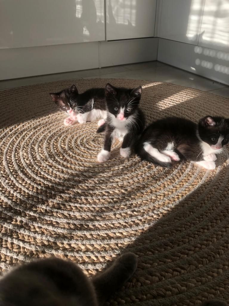 BKH Katzenbabys zu verkaufen/ BKH Mix/ 12 Wochen