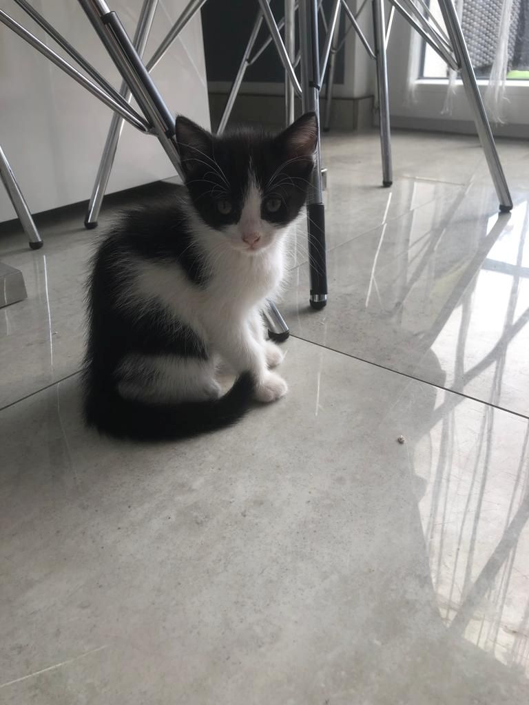 BKH Katzenbabys zu verkaufen/ BKH Mix/ 12 Wochen