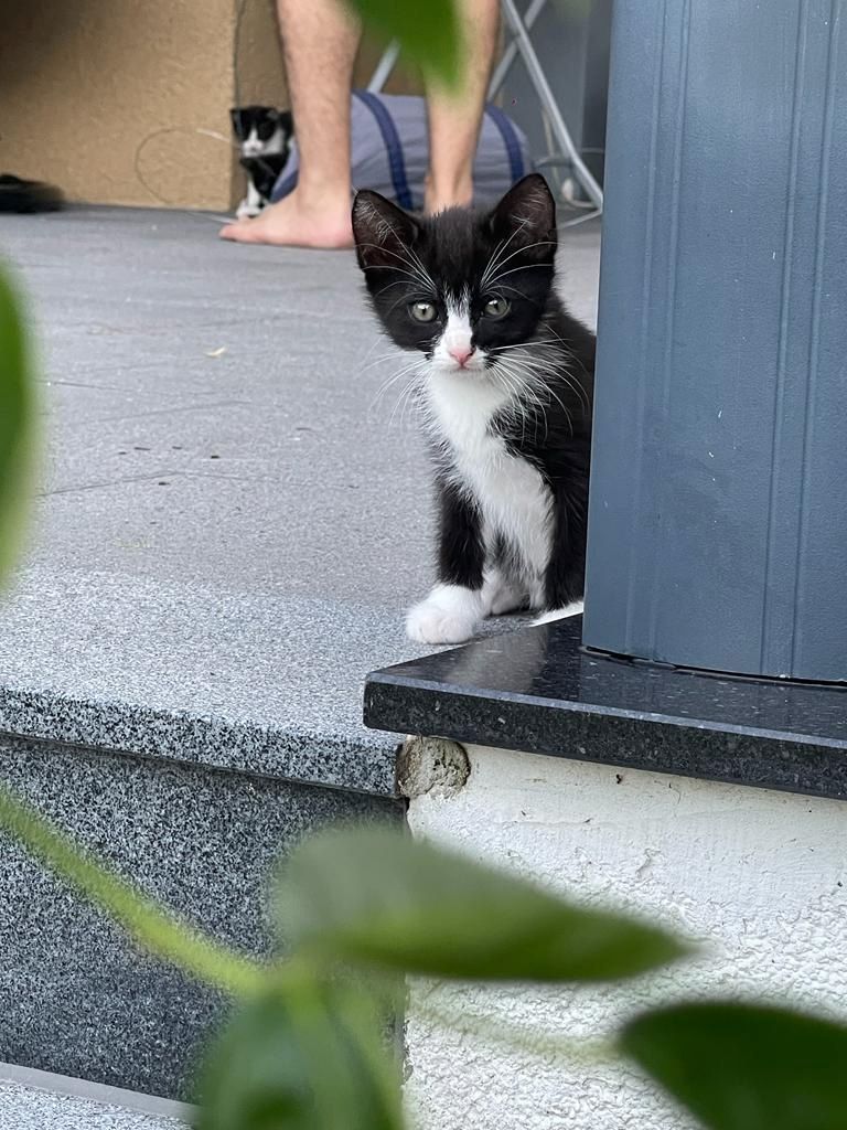 BKH Katzenbabys zu verkaufen/ BKH Mix/ 12 Wochen