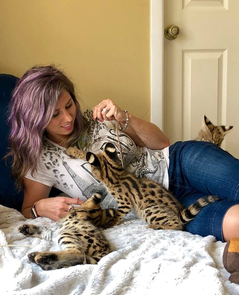 Wunderschöne Hauskätzchen für Pflegefamilien