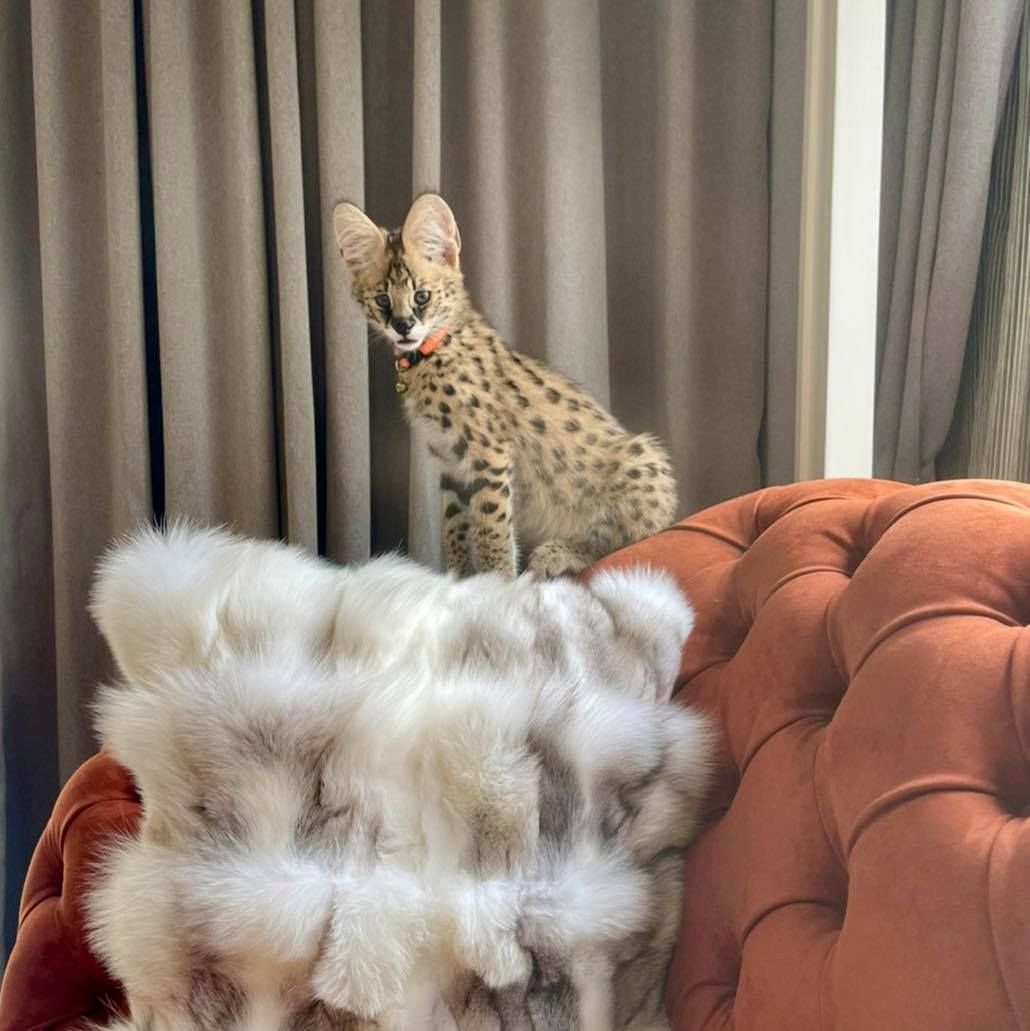 Wunderschöne Hauskätzchen für Pflegefamilien