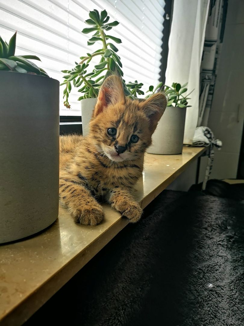 Wunderschöne Hauskätzchen für Pflegefamilien