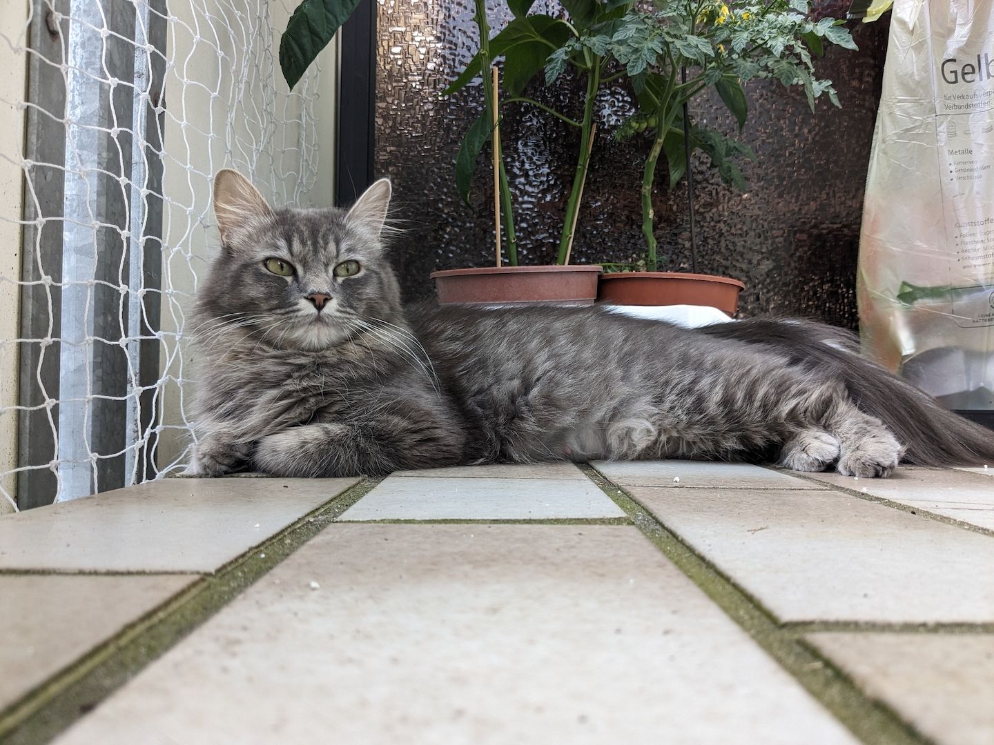 Hl. Birma-Angora Kitten