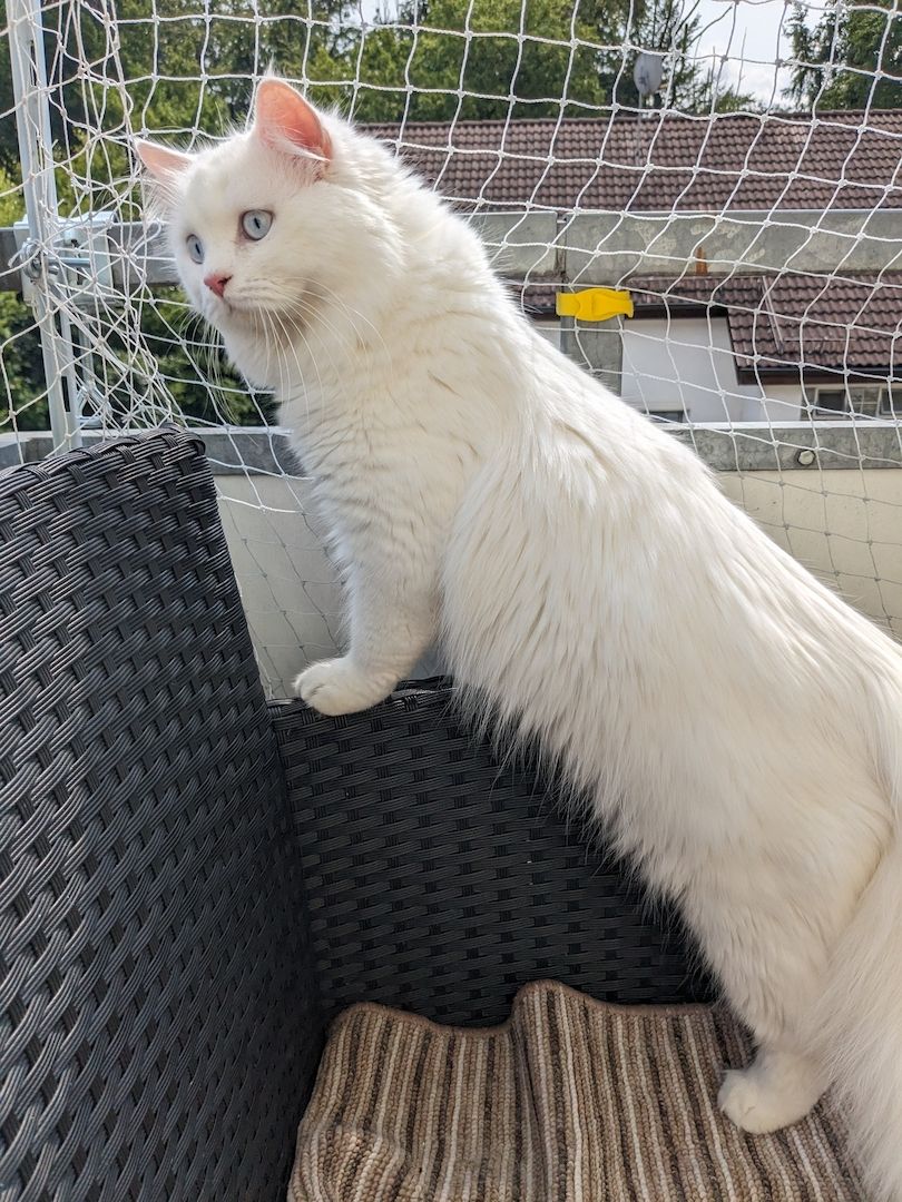 Hl. Birma-Angora Kitten