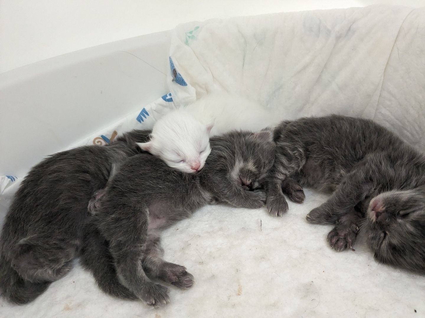 Hl. Birma-Angora Kitten