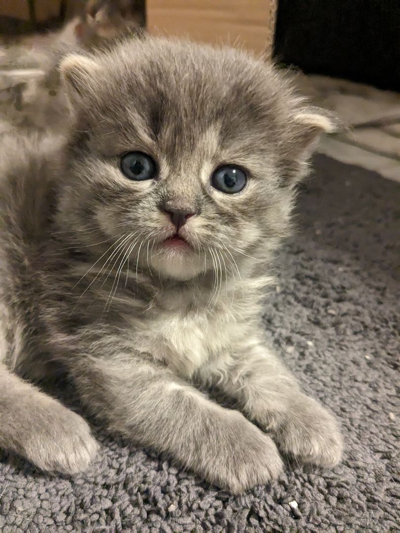 Hl. Birma-Angora Kitten