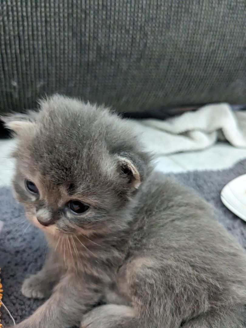 Hl. Birma-Angora Kitten