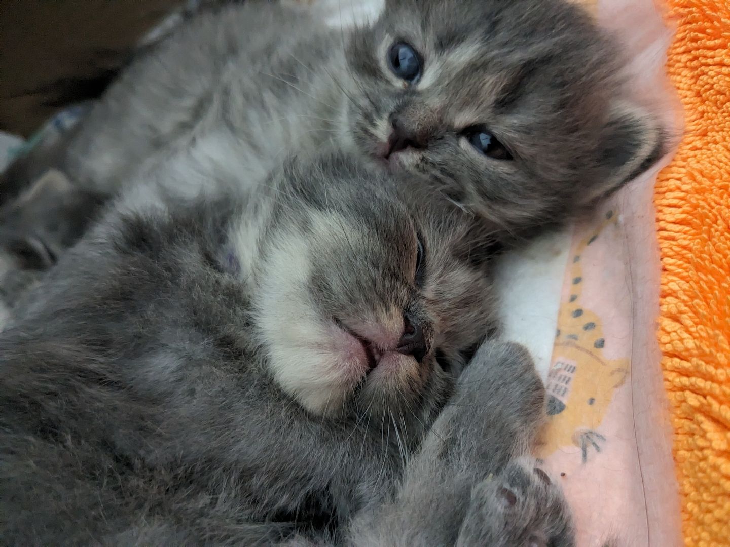 Hl. Birma-Angora Kitten