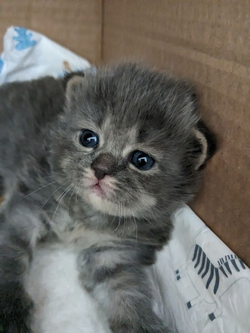 Hl. Birma-Angora Kitten