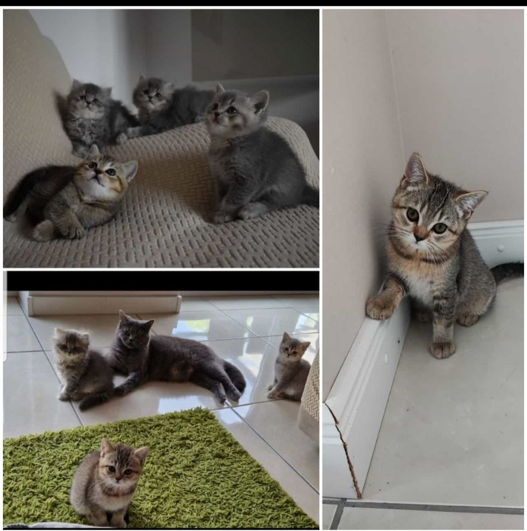 BKH Kitten abholbereit.