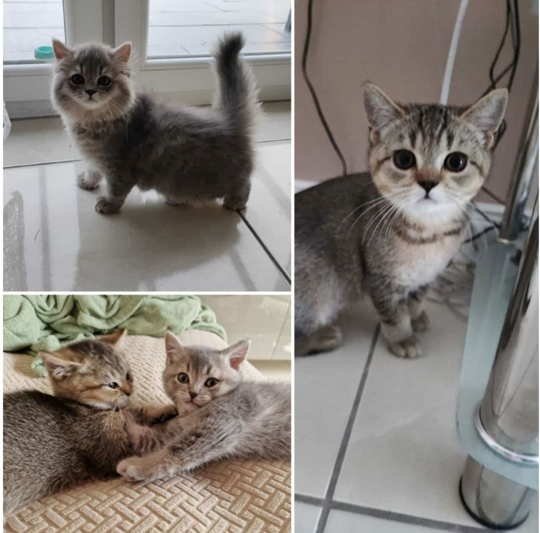 BKH Kitten abholbereit.