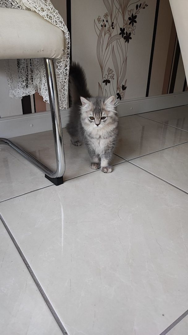 BKH Kitten abholbereit.