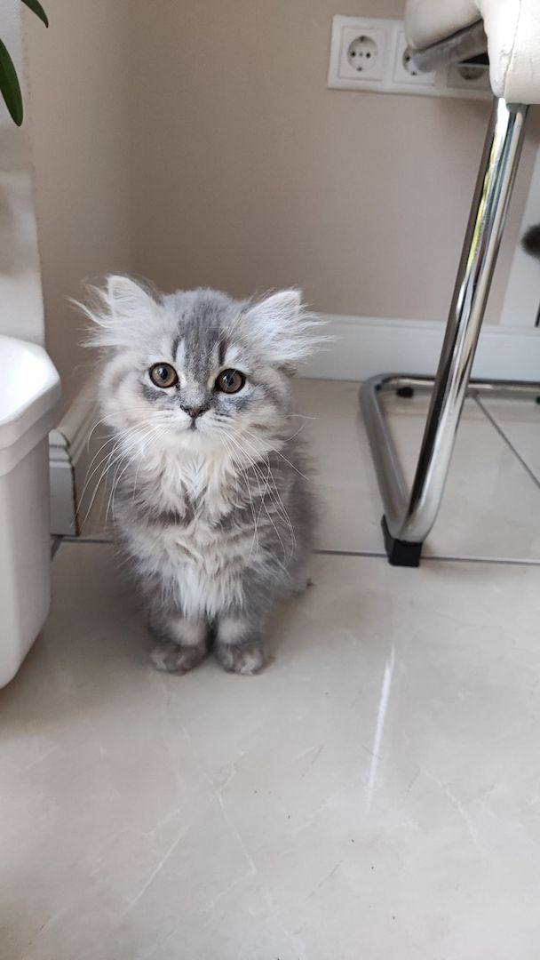 BKH Kitten abholbereit.