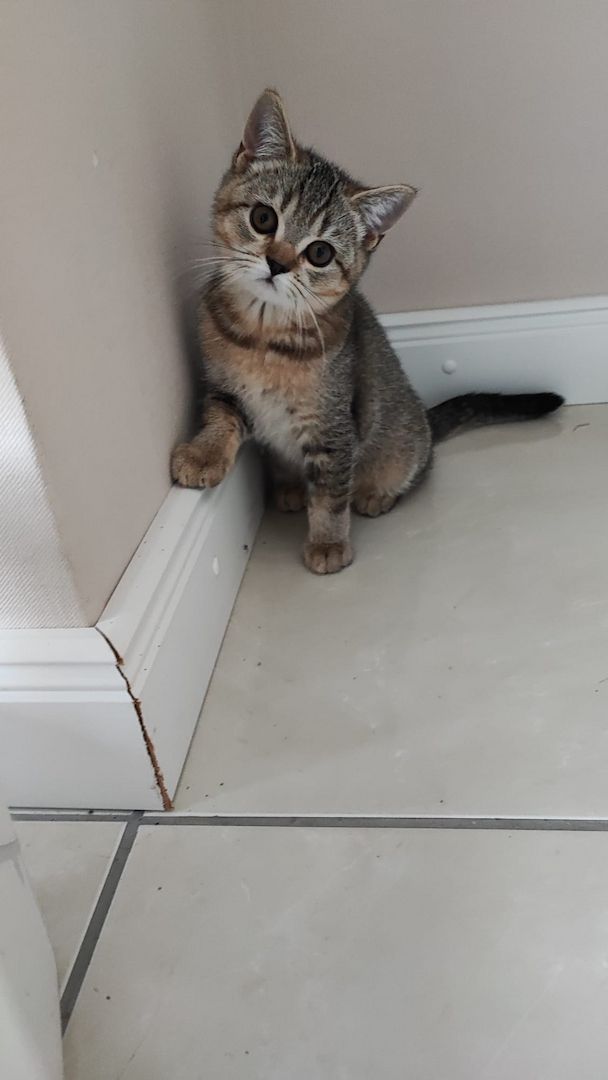 BKH Kitten abholbereit.