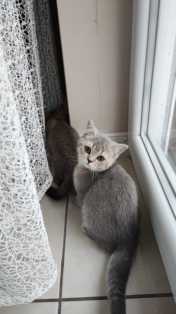 BKH Kitten abholbereit.