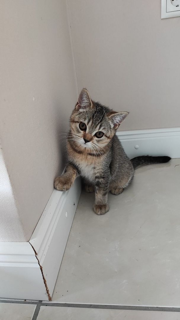 BKH Kitten abholbereit.