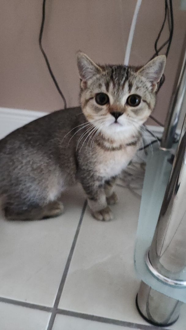 BKH Kitten abholbereit.