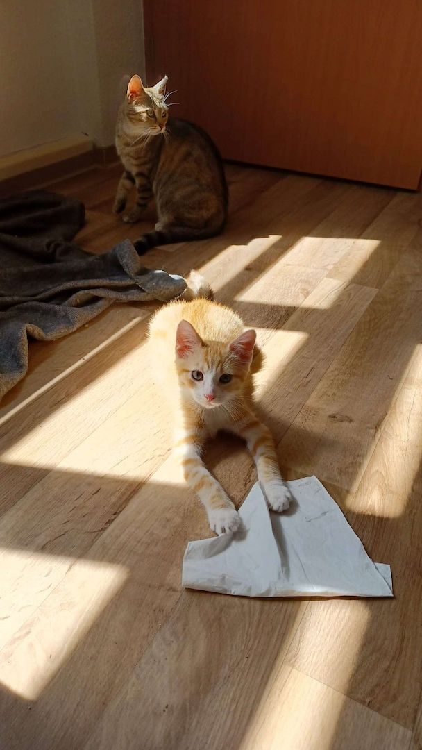 Kitten Bob und Steve suchen Zuhause im Glück