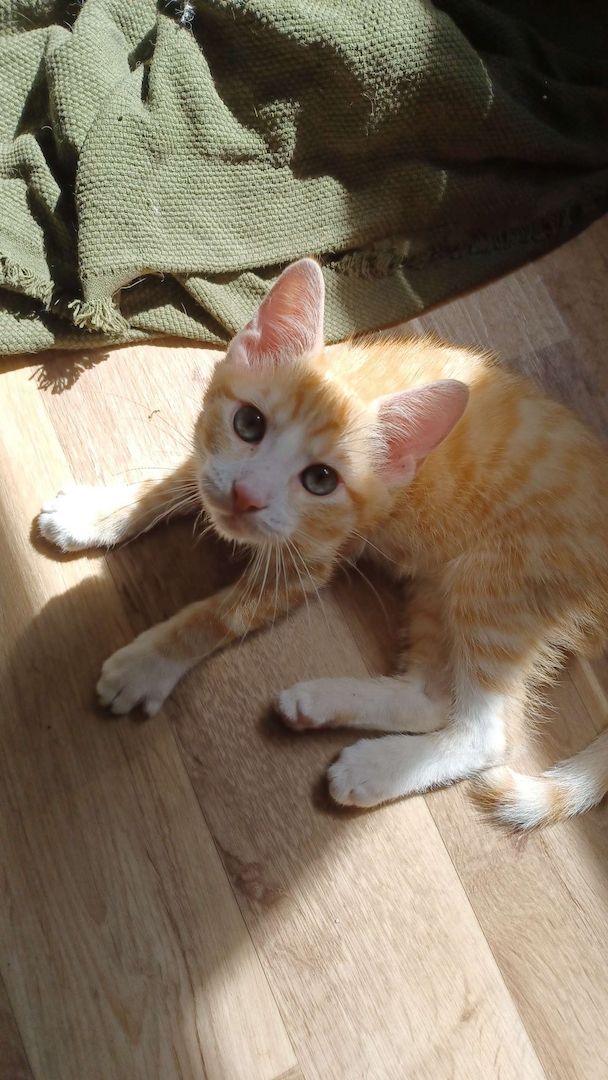 Kitten Bob und Steve suchen Zuhause im Glück