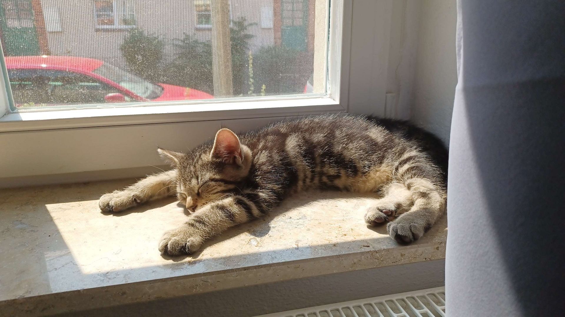 Kitten Bob und Steve suchen Zuhause im Glück