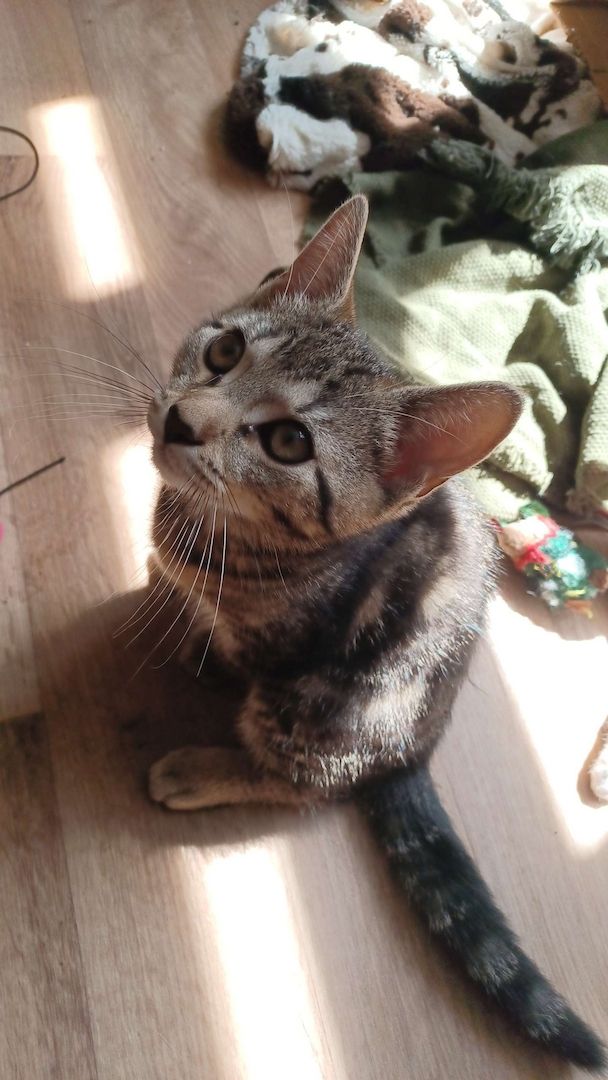 Kitten Bob und Steve suchen Zuhause im Glück